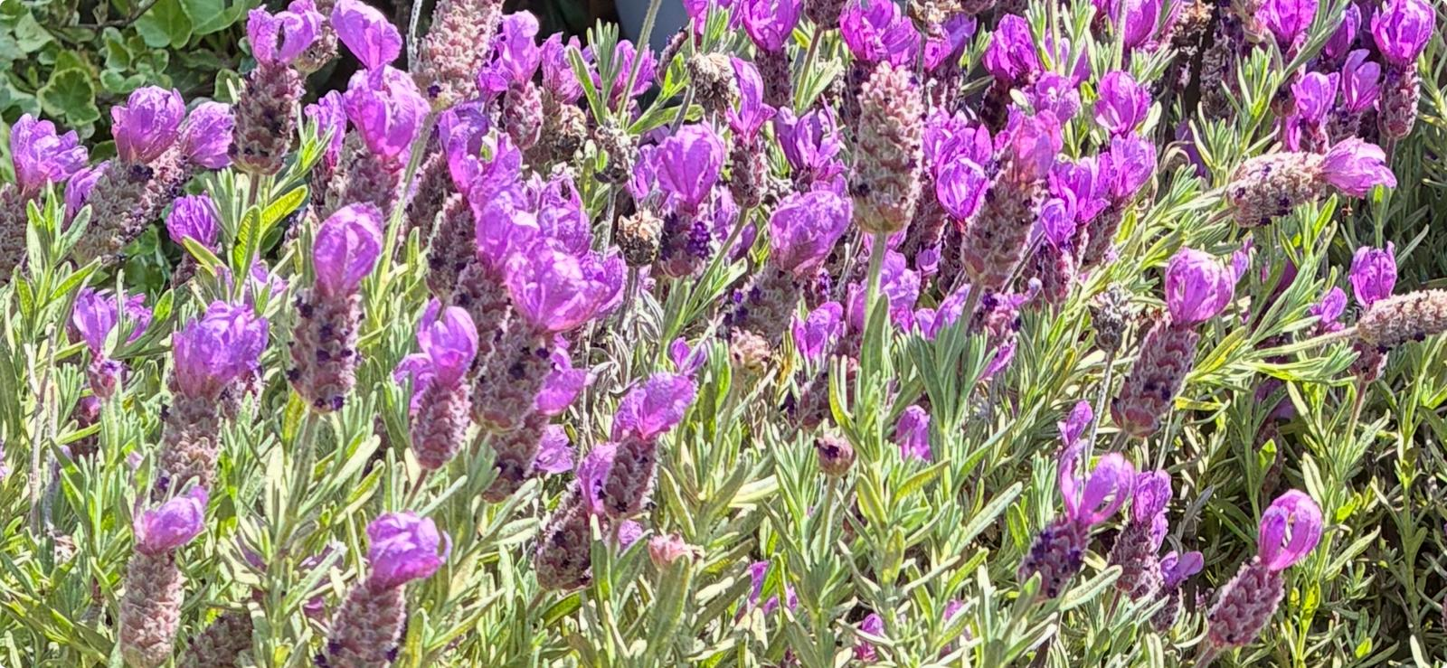 Wild lavender in bloom